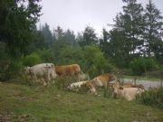 Vacas reunidas. Reserva natural, Barcelona